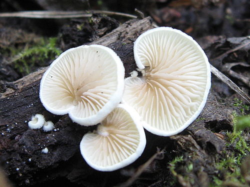 Crepidotus versutus